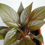 Impatiens de Nouvelle Guinée