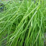 Carex elata 'aurea' - Laîche élevée