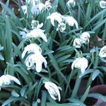 Perce-neige 'Flore Pleno' - Galanthus nivalis