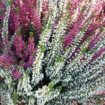 Bruyère - Erica - Calluna