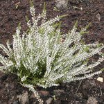 Bruyère - Erica - Calluna