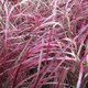 Pennisetum setaceum 'Fireworks'