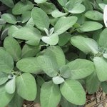 Sauge officinale - Salvia officinalis