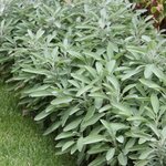 Sauge officinale - Salvia officinalis