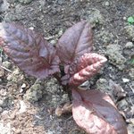 Oseille pourpre - Rumex x Purpurea