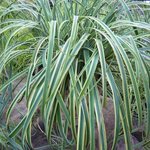 Carex 'Rehuko Sunrise' - Laîche