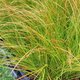 Carex testacea 'Prairie Fire' - Graminée