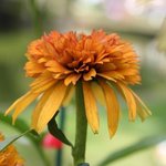 Echinacée 'Marmelade' - Echinacea