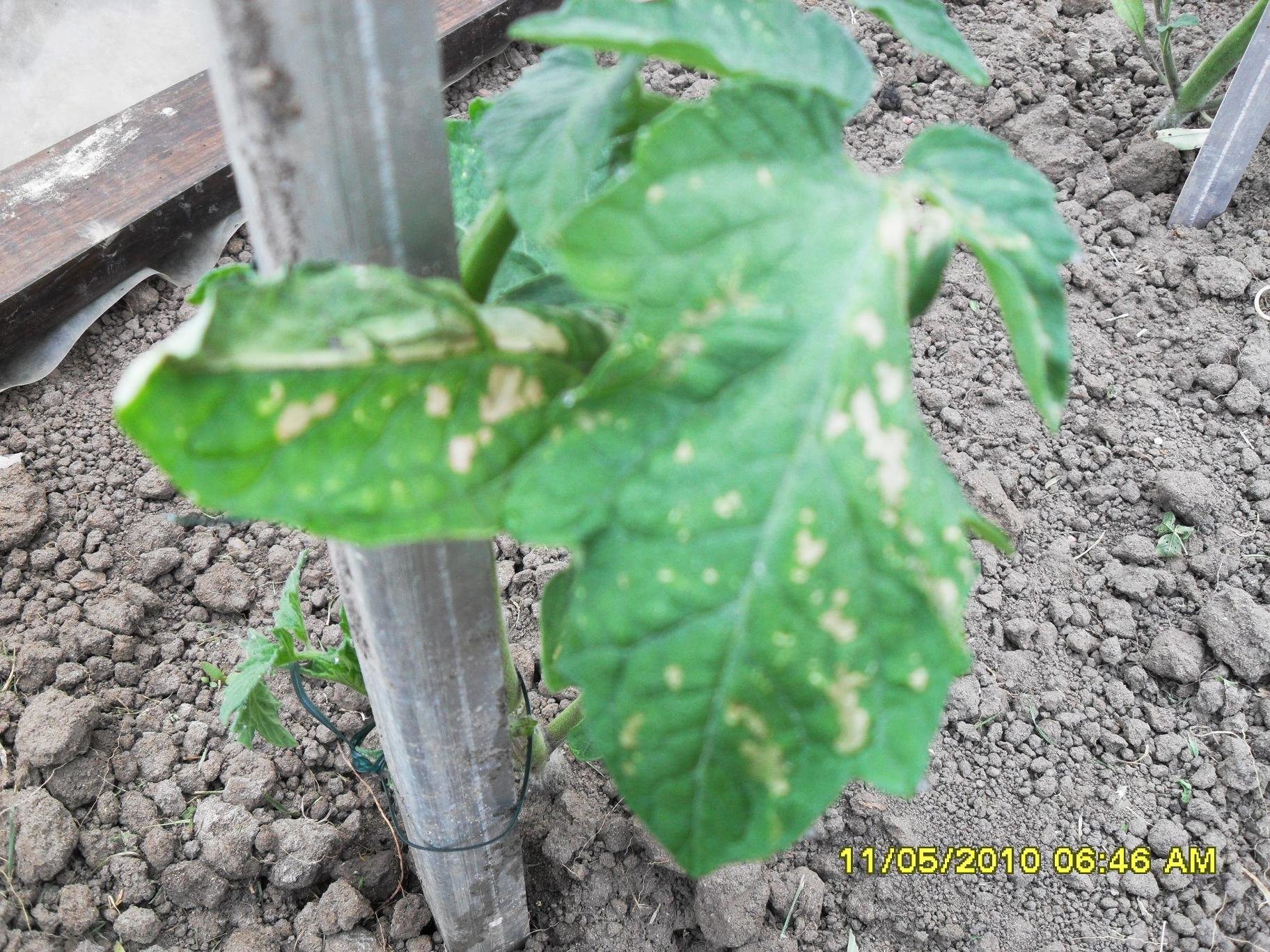 Tomates lutter naturellement contre les maladies