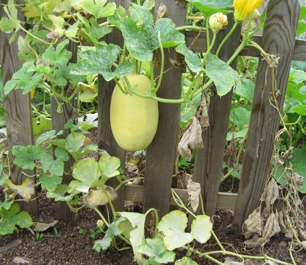 planter une courge spaghetti