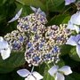 Oidium vigne Oidium vigne