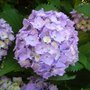 Quand planter un hortensia Quand planter un hortensia