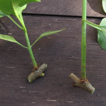 planter une bouture de lilas