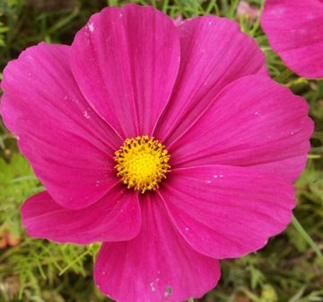 fleurs a planter en avril