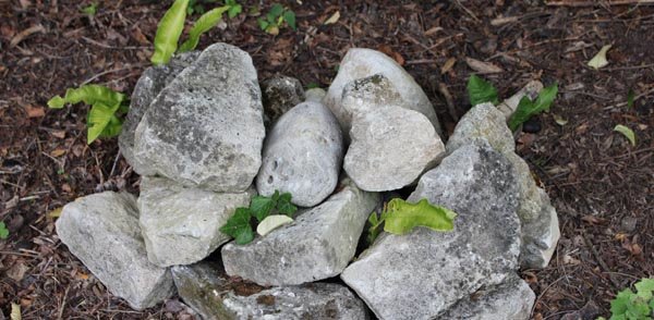 Petites bêtes