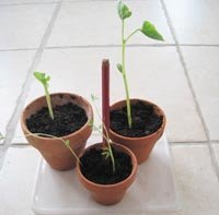 Résultat de recherche d'images pour "pousse de haricot en petit pot"