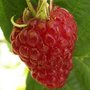 Fraisiers remontant