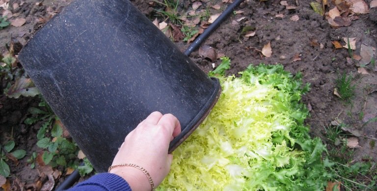 Blanchir une chicorée frisée avec un pot de fleur Blanchir une chicorée frisée avec un pot de fleur