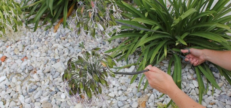 Que les agapanthes soient cultivées en pleine terre ou bien en pot, il est préférable de tailler ces belles originaires d\u0027Afrique du Sud.