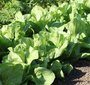 863_quels legumes semer ou planter en novembre au jardin_57992072 l90 h90