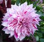 887_conserver les bulbes d ete apres la floraison_5993528f l90 h90