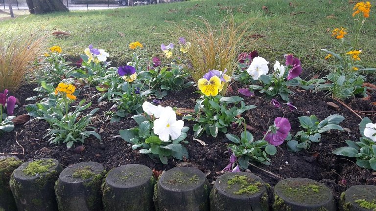 Fleurs colorées dans les massifs en hiver Fleurs colorées dans les massifs en hiver