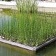 Planter un pied d'equisetum