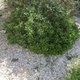 Paillage de coquillages