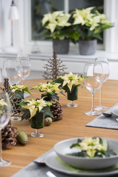 Poinsettia planté dans un verre Poinsettia planté dans un verre