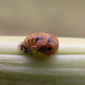 Coccinelle male