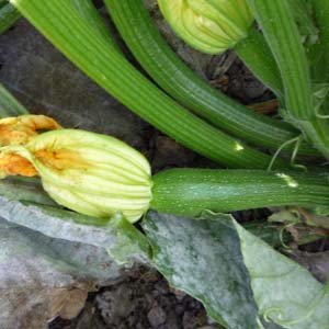 Fleur femelle