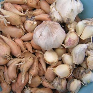 Qu'est-ce qu'un légume bulbe ?