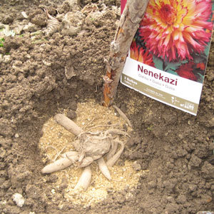 comment planter les dahlias