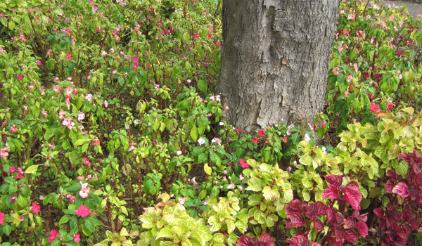 Planter de fleurs sous un arbre