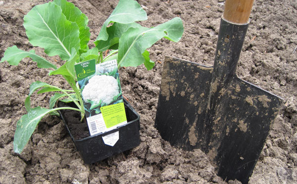 Planter les choux-fleurs