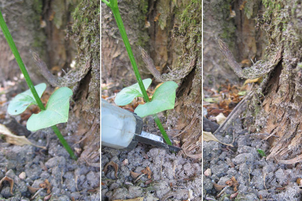 planter un drageon de lilas