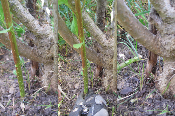 planter un drageon de lilas