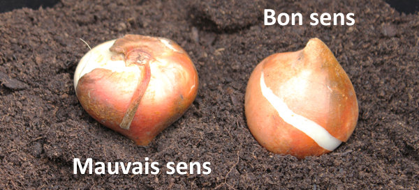 comment planter bulbe tulipe