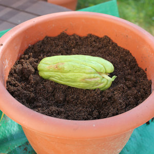 comment planter chayotte