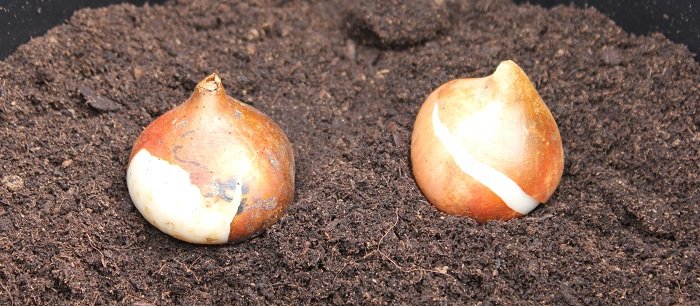 Bulbe de tulipe sain Bulbe de tulipe sain