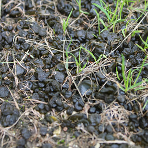 Un aspect noir et gluant dans la pelouse : le nostoc ou crachat de lune Un aspect noir et gluant dans la pelouse : le nostoc ou crachat de lune