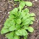 Quels légumes semer ou planter en octobre au jardin ?