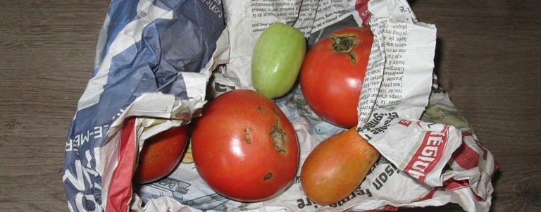 Du papier journal pour faire rougir les tomates vertes Du papier journal pour faire rougir les tomates vertes