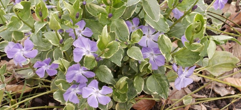 Pervenche bleutée comme tapis pour lutter contre les mauvaises herbes Pervenche bleutée comme tapis pour lutter contre les mauvaises herbes
