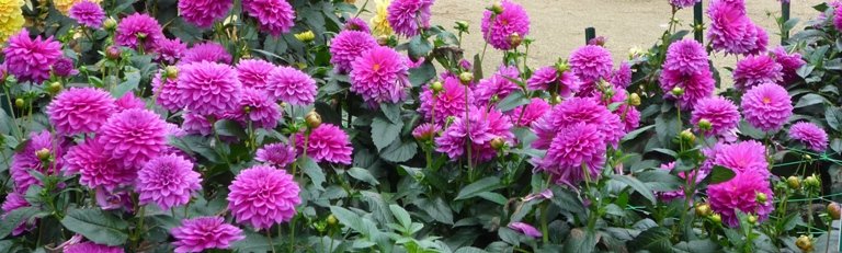 Floraison magnifique de dahlias tout l'été. Floraison magnifique de dahlias tout l'été.