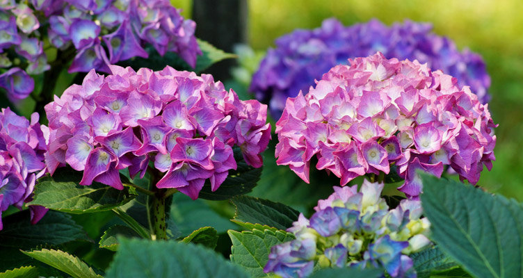 Massif d'hortensias - Bakker Massif d'hortensias - Bakker