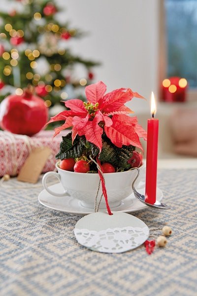 Poinsettia planté dans une tasse Poinsettia planté dans une tasse