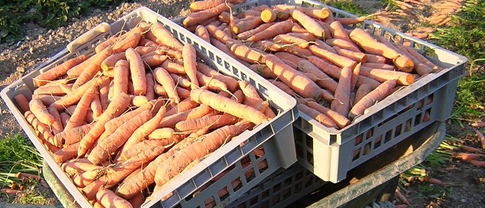 De belles récoltes de carottes De belles récoltes de carottes