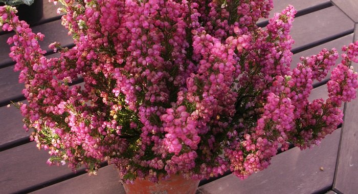 Couleurs hivernales Couleurs hivernales