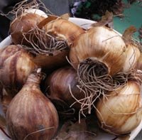 Reconnaître les bulbes